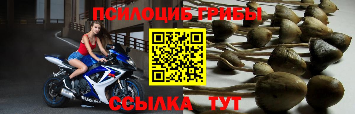 Галлюциногенные грибы Psilocybe Тихвин